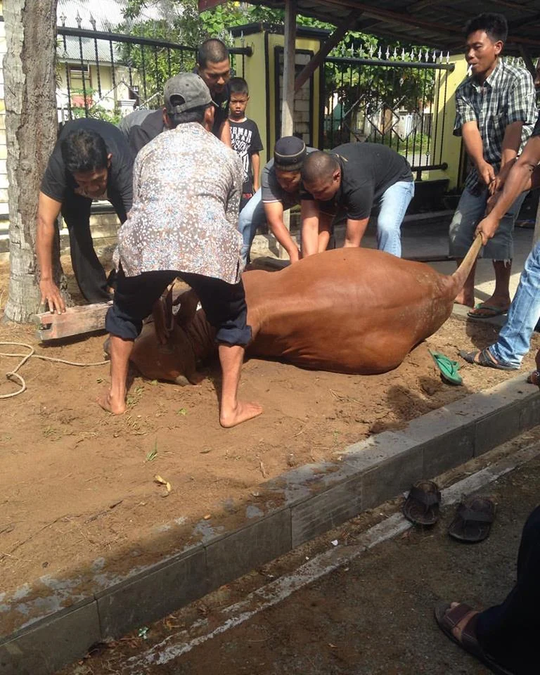 qurban-pn-tbh